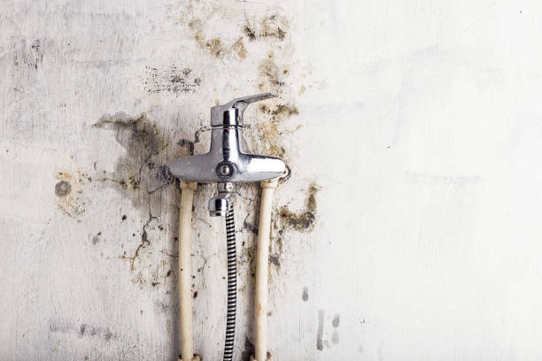 Best Professional Mold Removal  in Heber, CA