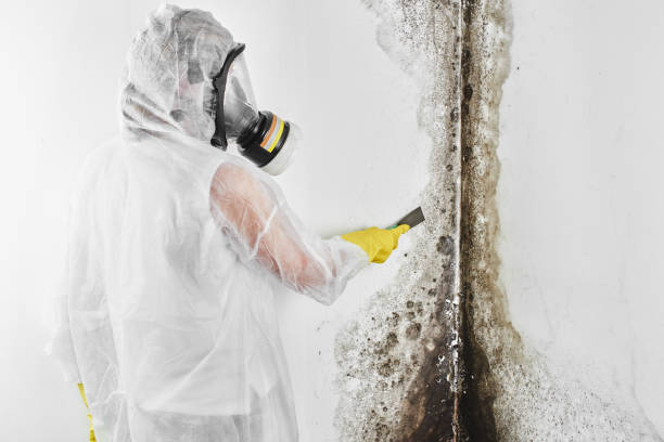 Best Residential Mold Removal  in Heber, CA