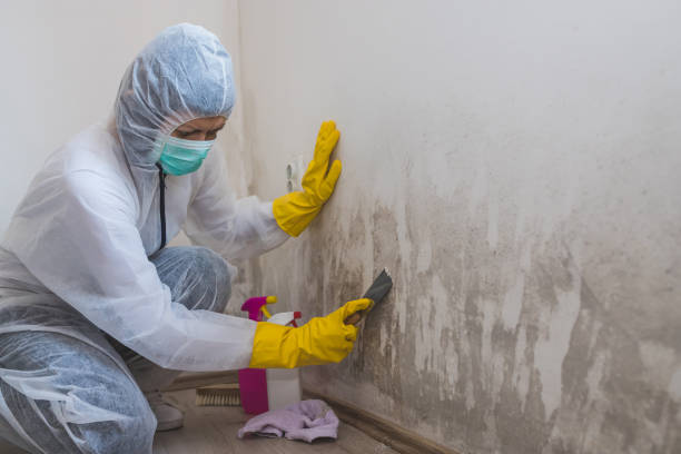 Best Office Mold Removal Services  in Heber, CA