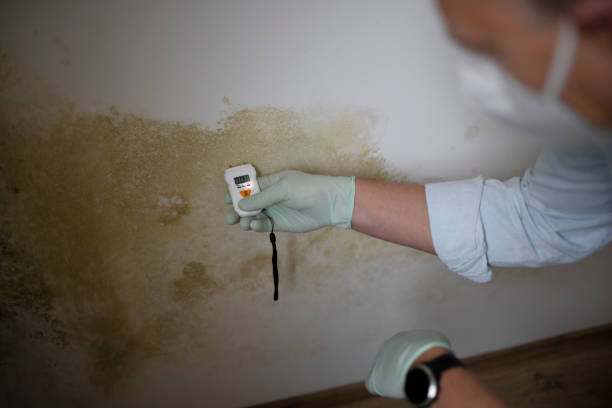 Best Toxic Mold Removal  in Heber, CA