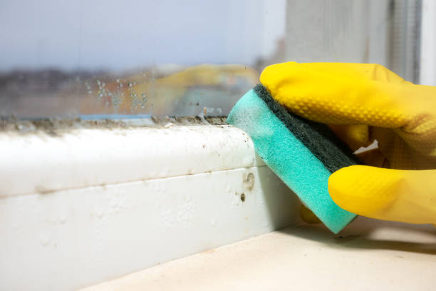 Best Attic Mold Removal  in Heber, CA
