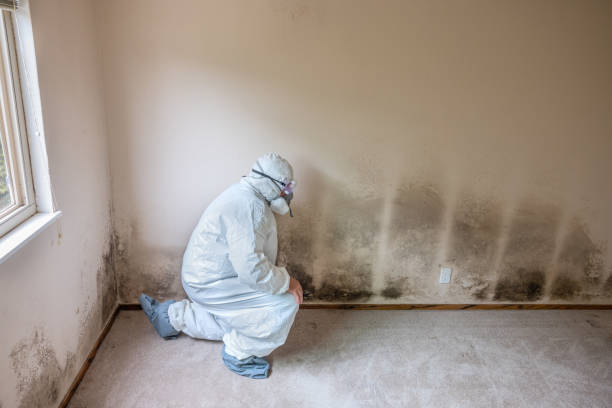 Mold Removal Process in Heber, CA
