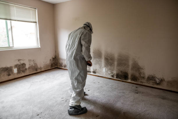 Best Commercial Mold Removal  in Heber, CA