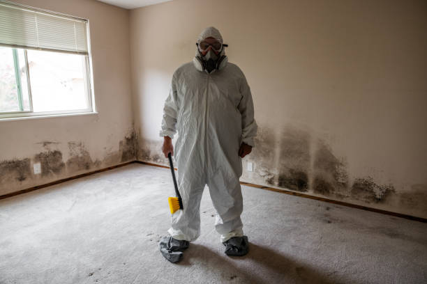 Best Mold Inspection  in Heber, CA