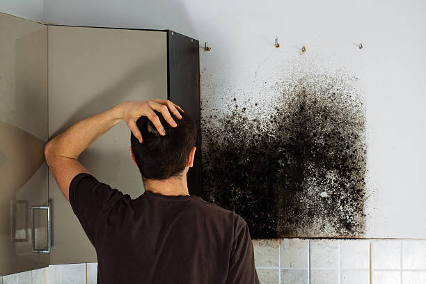 Best Mold Remediation  in Heber, CA