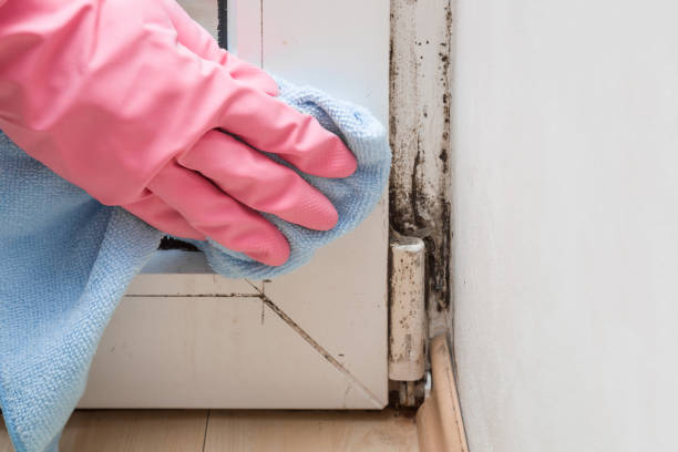 Heber, CA Mold Removal Company